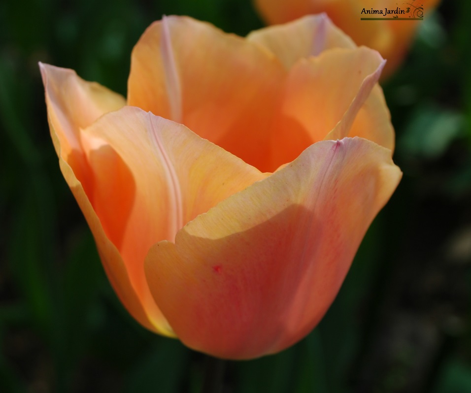 tulipe apricot Beauty
