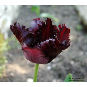 Tulipe de collection Black Parrot, bulbes calibre 11, perroquet, achat/vente