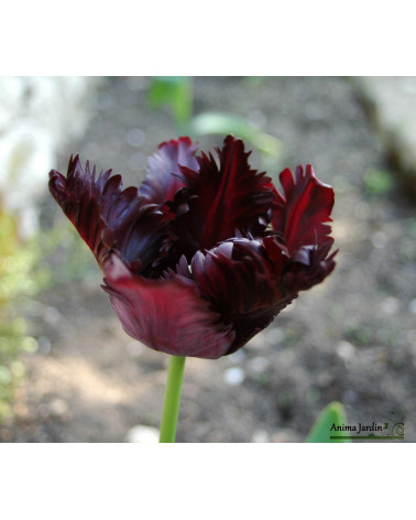 Tulipe de collection Black Parrot, bulbes calibre 11, perroquet, achat/vente