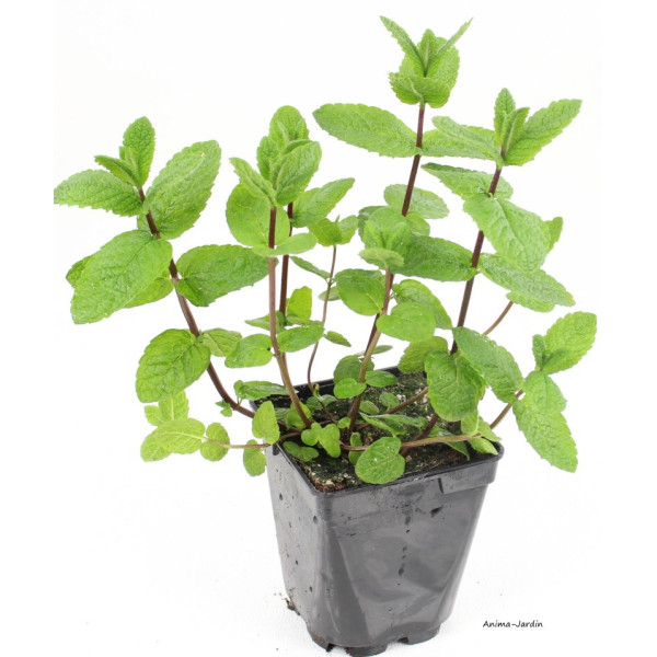 Menthe marocaine, aromatique, plante condimentaire, pot 1L, achat, pas cher