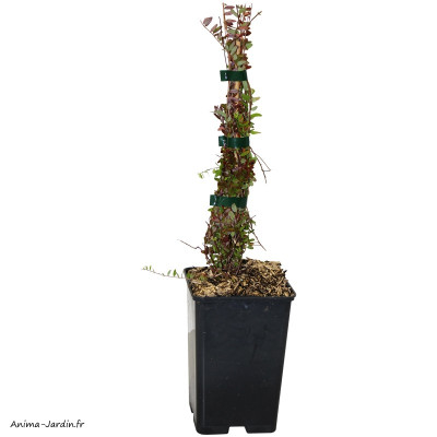 Cranberry, arbuste à petits fruits, pot 1,3 L, achat, pas cher