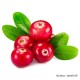 Cranberry, arbuste à petits fruits, pot 1,3 L, achat, pas cher