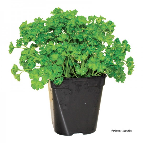 Plant de persil frisé : pot de 1 litre