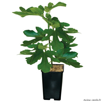 Figuier Brown Turkey, arbuste à petits fruits, pot 1,3 L, achat, pas cher