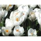 Crocus blanc, jeanne d arc, bulbe d'automne, pas cher, achat