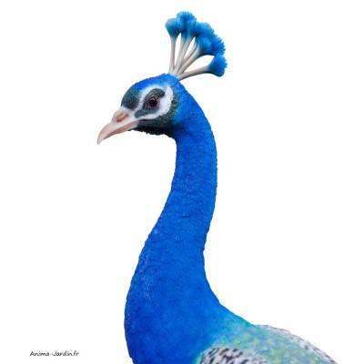 Paon XXL, H.134 cm, animal en résine, décoration extérieure