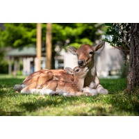 Maman biche et son bébé, L.40 cm, animal en résine, décoration extérieure