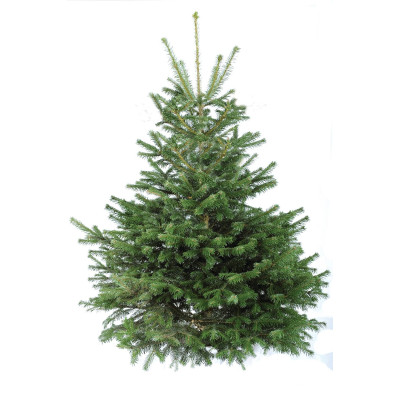 Sapin de noël Nordmann coupé 175/200cm, livré chez vous