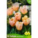 Tulipe Apricot Beauty, bulbes calibre 11+, simple hâtive, achat/vente