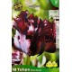 Tulipe de collection Black Parrot, bulbes calibre 11, perroquet, achat/vente