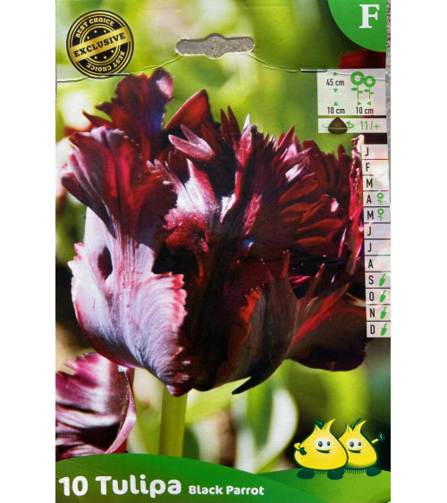Tulipe de collection Black Parrot, bulbes calibre 11, perroquet, achat/vente