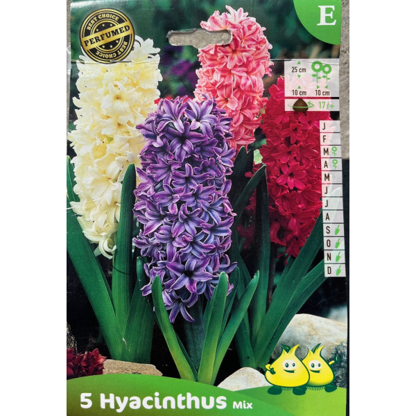 Jacinthes couleurs variées, mélange, bulbe d'automne, culture facile, achat, par 5 bulbes