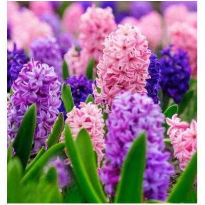 Jacinthes en mélange de couleurs, rouge, rose, bleue, blanche