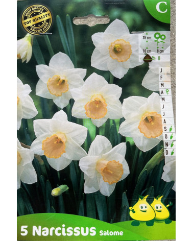 Narcisse Salomé, jaune 2 teintes, bulbe calibre 11, pas cher, achat