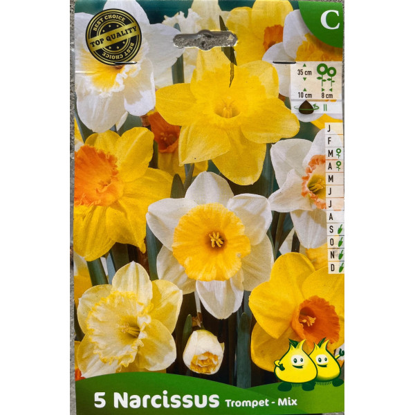 Narcisses en mélange TROMPET, couleurs variées, bulbe calibre 11 pas cher, achat