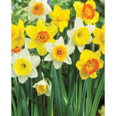 Narcisses en mélange TROMPET, couleurs variées, bulbe calibre 11 pas cher, achat