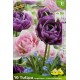 Tulipes angélique, bulbes calibre 11+, double tardive, achat/vente