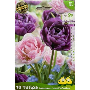 Tulipes angélique, bulbes calibre 11+, double tardive, achat/vente