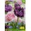 Tulipes angélique, bulbes calibre 11+, double tardive, achat/vente