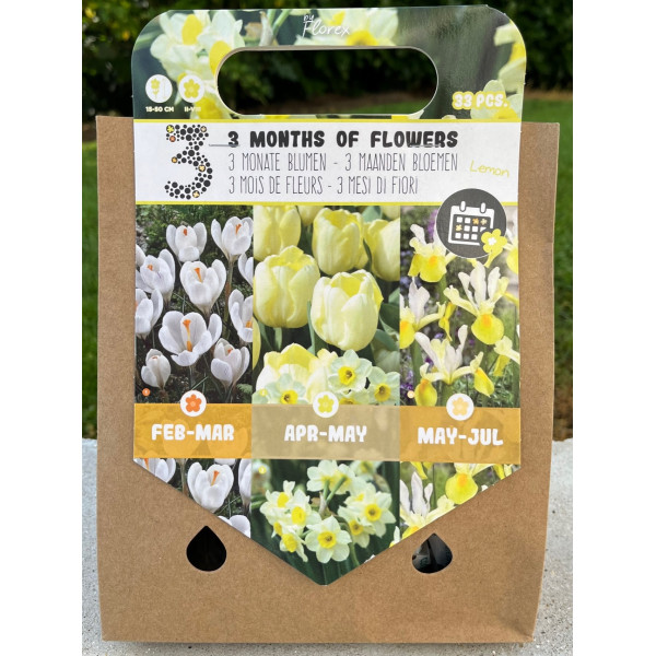 Tulipes, crocus, narcisses, iris, blanc, jaune, 3 mois de fleurs, bulbes
