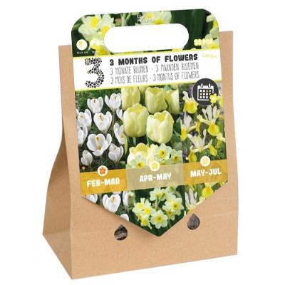Tulipes, crocus, narcisses, iris, blanc, jaune, 3 mois de fleurs, bulbes