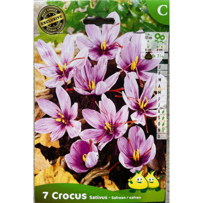 Crocus Sativus, Safran, Epice, bulbe d'automne, pas cher, achat