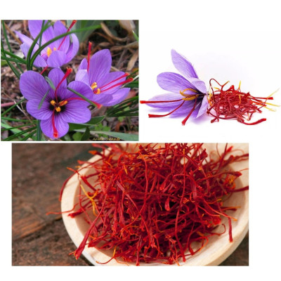 Crocus Sativus, Safran, Epice, bulbe d'automne, pas cher, achat