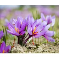 Crocus Sativus, Safran, Epice, bulbe d'automne, pas cher, achat