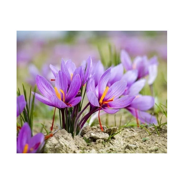 Crocus Sativus, Safran, Epice, bulbe d'automne, pas cher, achat