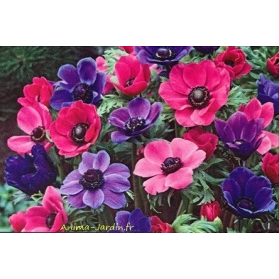 Anémones de CAEN, bulbes calibre 8+, Anémone Couronnée, achat/vente