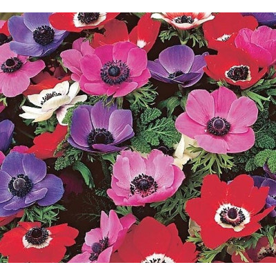 Anémones de CAEN, bulbes calibre 8+, Anémone Couronnée, achat/vente