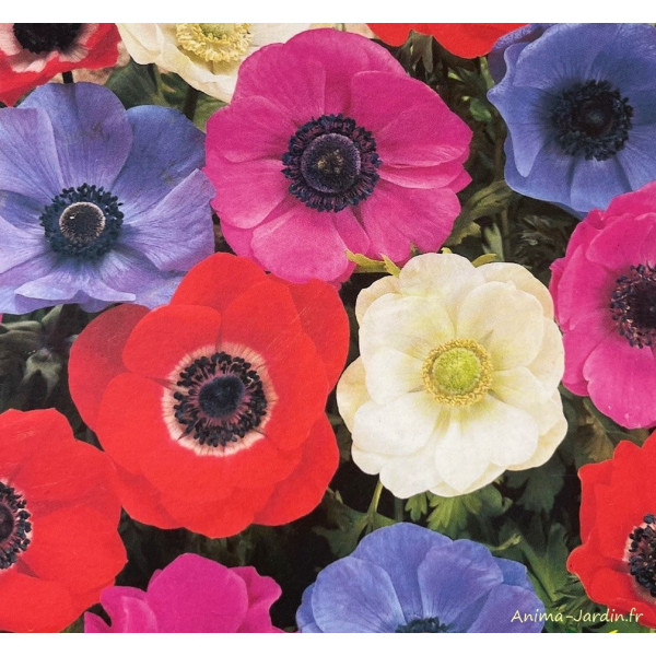 Anémones de CAEN, bulbes calibre 8+, Anémone Couronnée, achat/vente