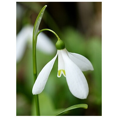 Crocus, Allium, Perce neige, Jacinthe des bois, plusieurs mois de fleurs, bulbes