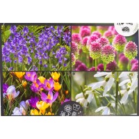 Crocus, Allium, Perce neige, Jacinthe des bois, plusieurs mois de fleurs, bulbes