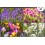 Crocus, Allium, Perce neige, Jacinthe des bois, plusieurs mois de fleurs, bulbes