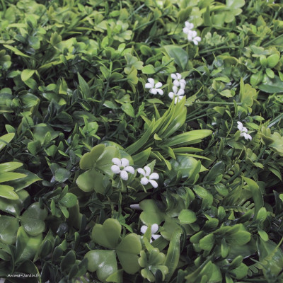 Mur végétal artificiel Jasmin, Imitation Fleurs de Jasmin