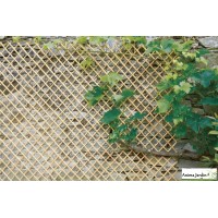 Treillis extensible en osier, Wick Trellis