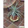 Support à roulette pour plante, Flora Roll Autoclave Rond