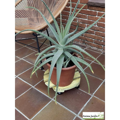 Support à roulette pour plante, Flora Roll Autoclave Rond