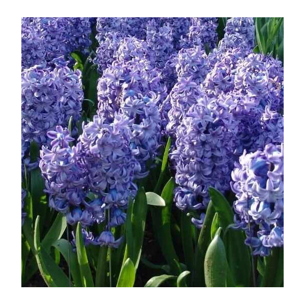 Jacinthe Delft Blue, bulbe d'automne, culture facile, achat, par 5 bulbes