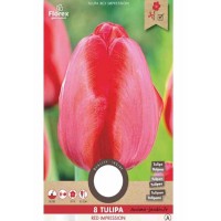 Tulipe rouge intense, Red impression , bulbe calibre 12+, achat/vente