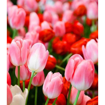 Tulipe rouge intense, Red impression , bulbe calibre 12+, achat/vente