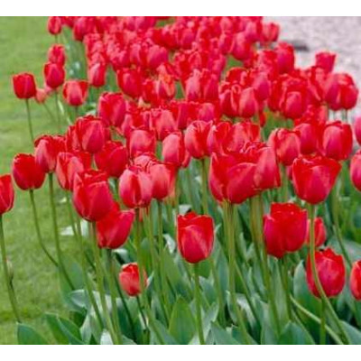 Tulipe rouge intense, Red impression , bulbe calibre 12+, achat/vente