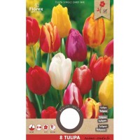 Tulipe en mélange de couleurs , bulbe calibre 11/12 cm, achat/vente