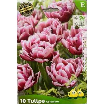 Tulipe Columbus, double hâtive, bulbe calibre 12+, achat/vente