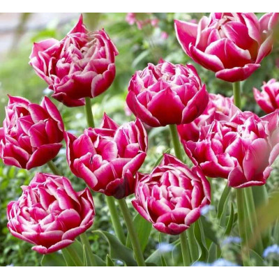 Tulipe Columbus, double hâtive, bulbe calibre 12+, achat/vente