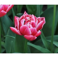 Tulipe Columbus, double hâtive, bulbe calibre 12+, achat/vente