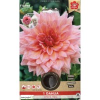 Dahlia rose XXL, Otto's Thrill, Bulbe de fleur