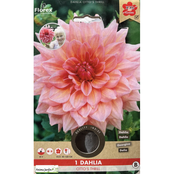 Dahlia rose XXL, Otto's Thrill, Bulbe de fleur