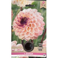 Dahlia rose/violet, Wine Eyed Jill, Bulbe de fleur
